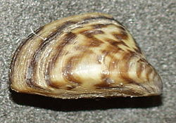 250px Dreissena polymorpha3