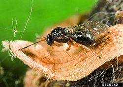 250px Dryocosmus kuriphilus