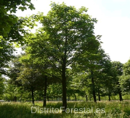 Acer pseudoplatanus