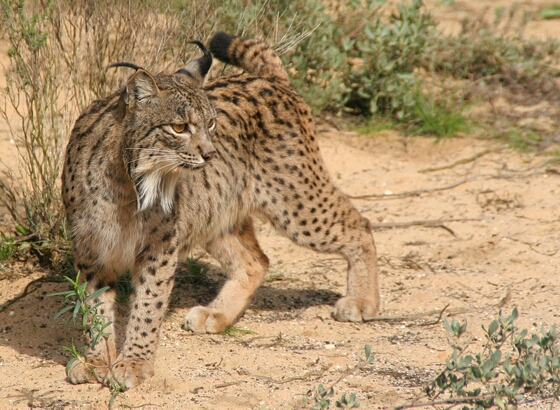 Linces19 WIKIPEDIA
