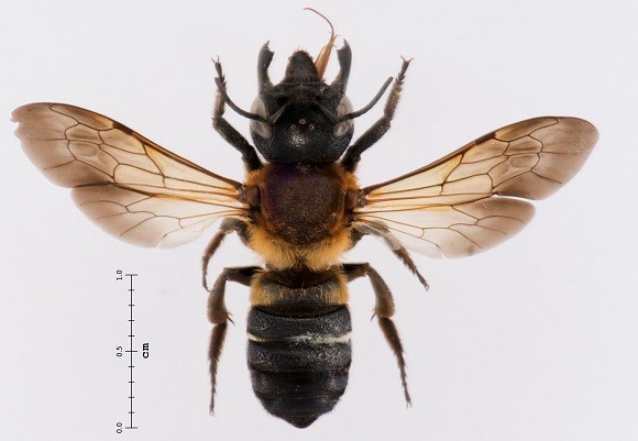 abeja3