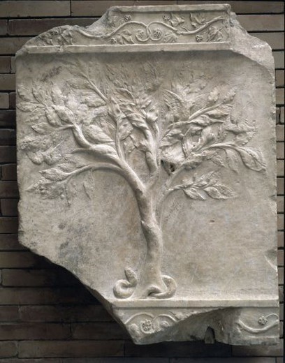 arbol romano 1