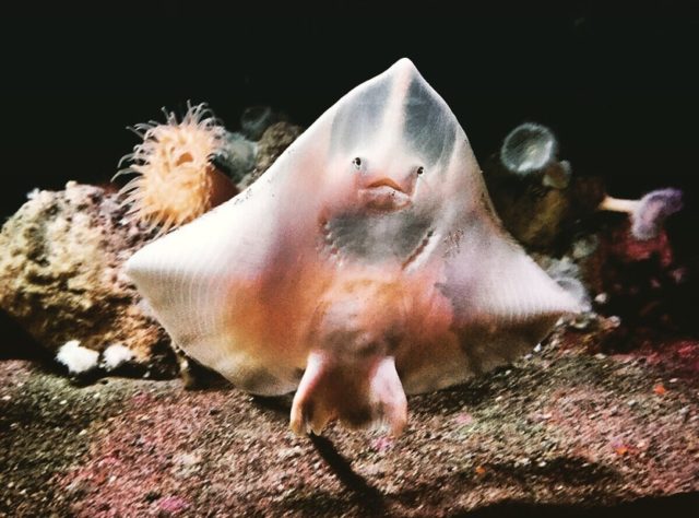 mantaraya