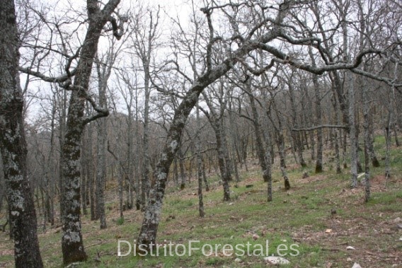 montebajo1