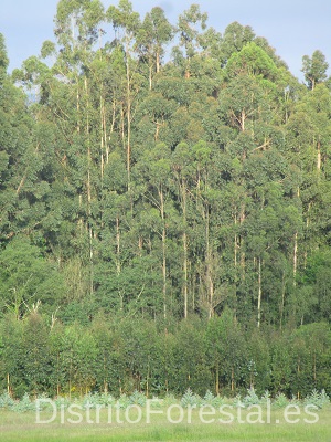 Plantación de Eucaliptus