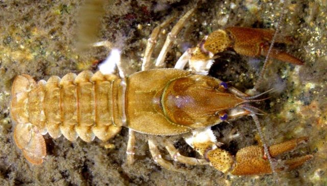 Austropomatobius italicus