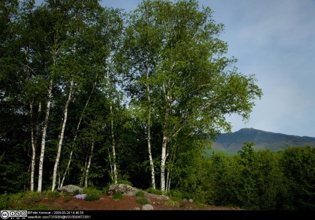 Betula