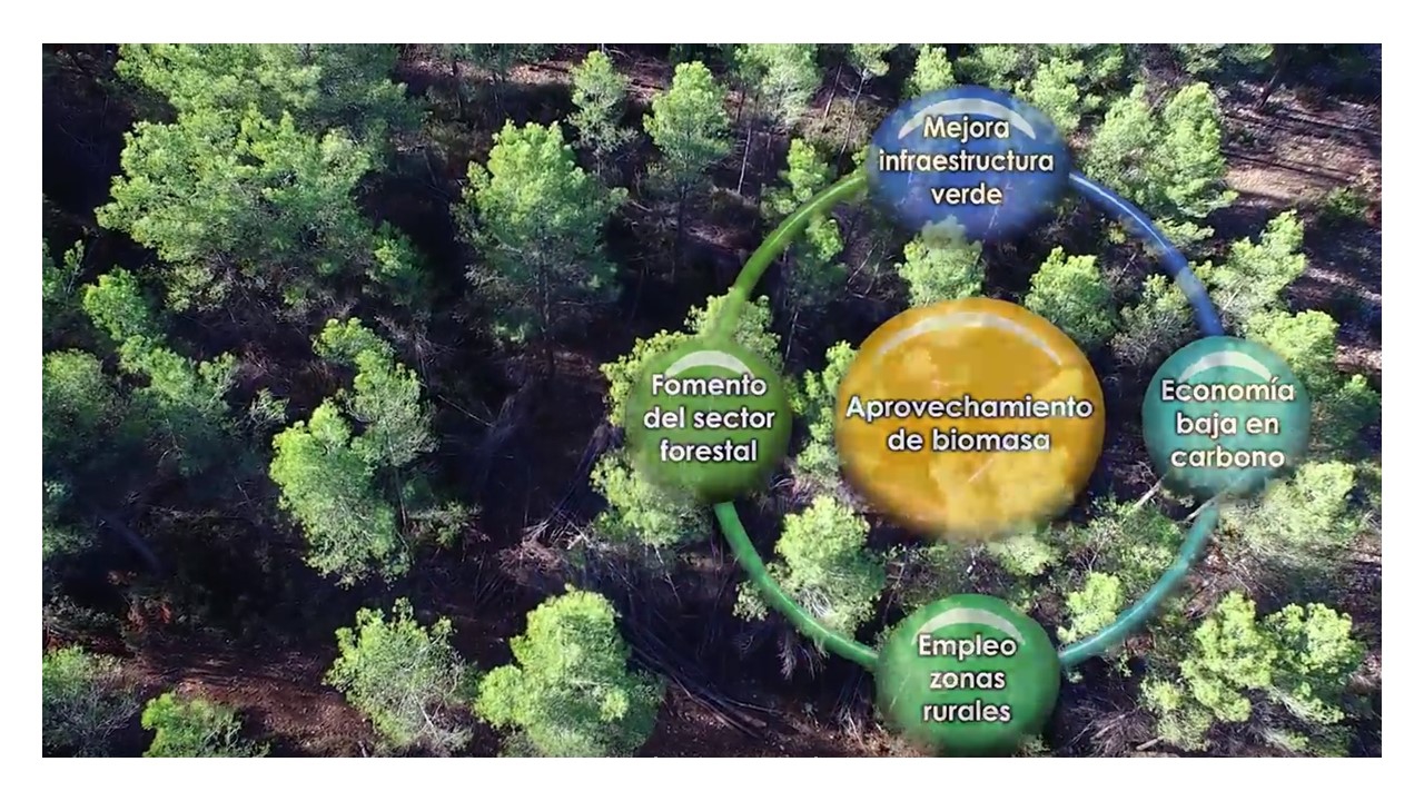 Biomasa
