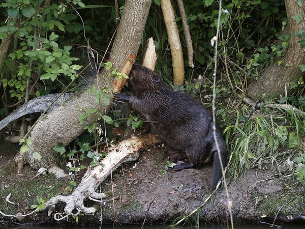 CASTOR EN EL RIO aRGA