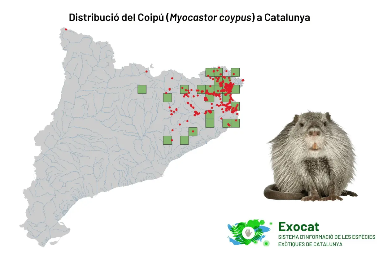 Distribucio Myocastor coypus