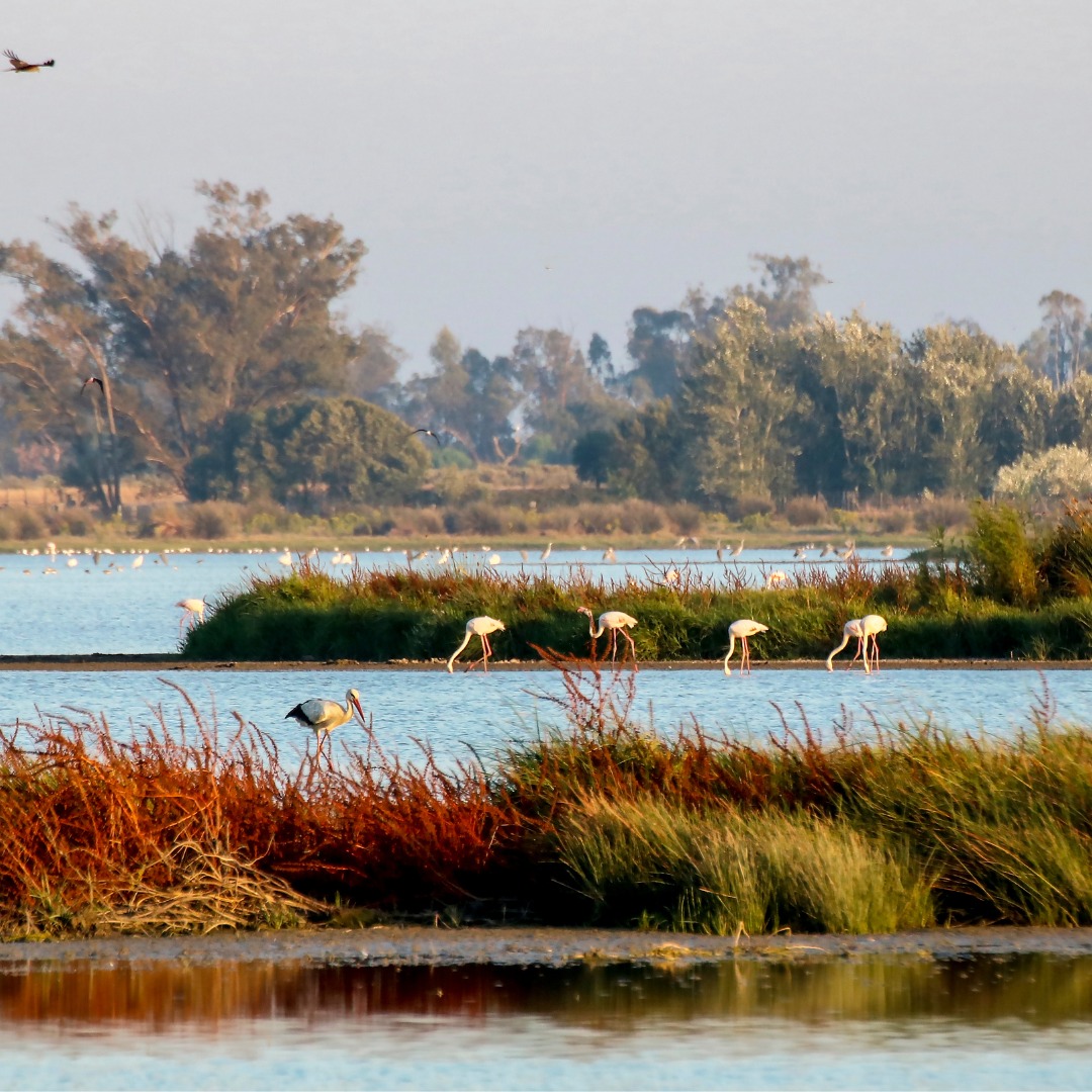 Doñana flamencos