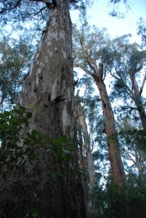 Eucalyptus nitens