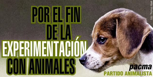 Imagen 1 PACMA