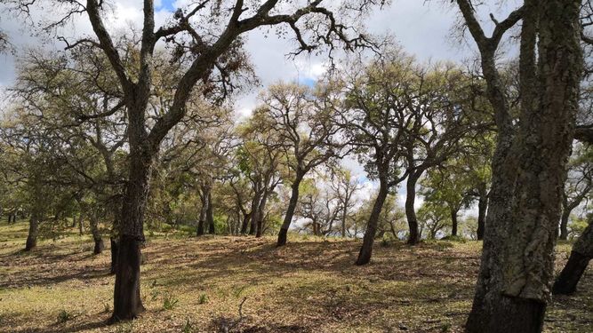 Imagen finca afectada orugas 1250885253 85419756 667x375