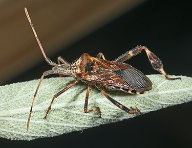 Leptoglossus occidentalis MHNT