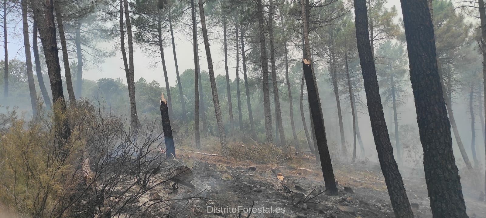 MITECO restauracionforestaldeemergencia sierradelaculebra tcm30 543709