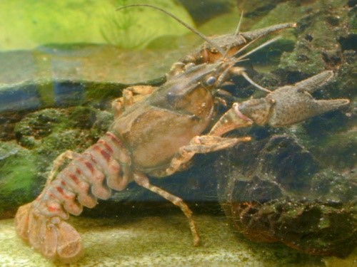 Orconectes limosus