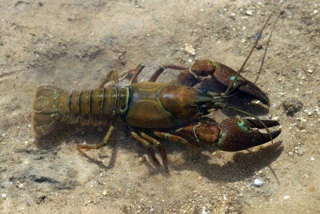 Pascifastiacus lenusculus