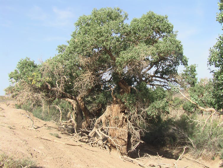 Populus euphratica