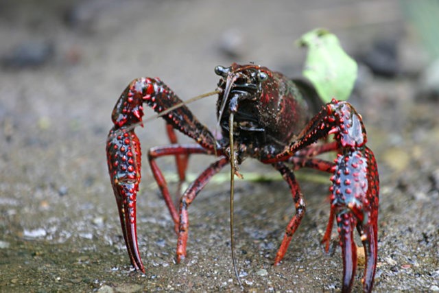 Procamburos clarkii