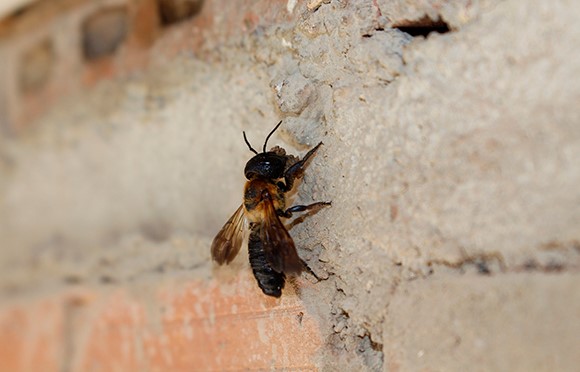 abeja1