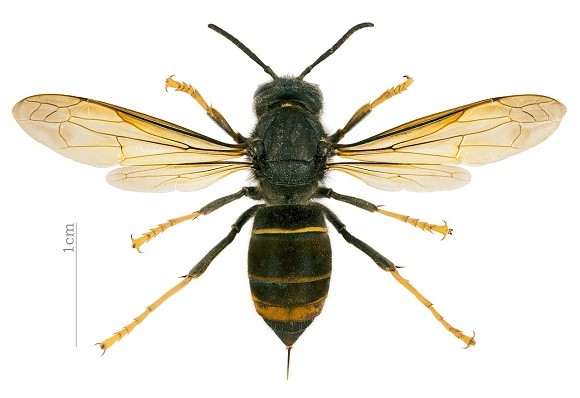 abeja2