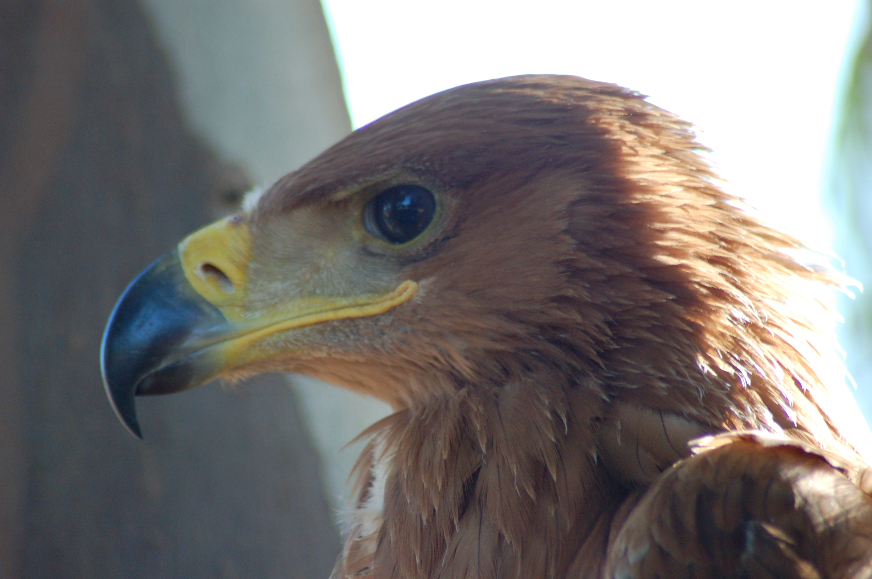 aguila imperial