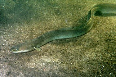 anguila