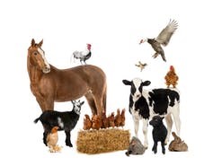 animalismo1
