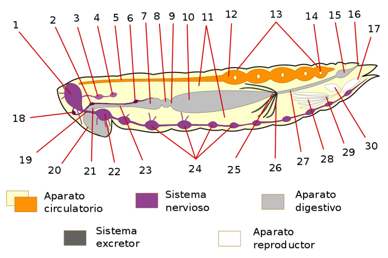 animalismo2