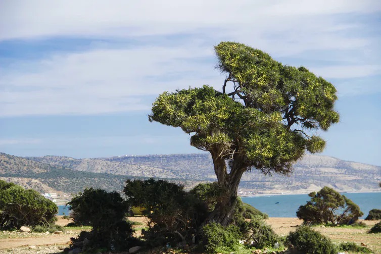 argan jpg