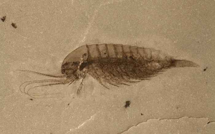 artropodo Cambrico