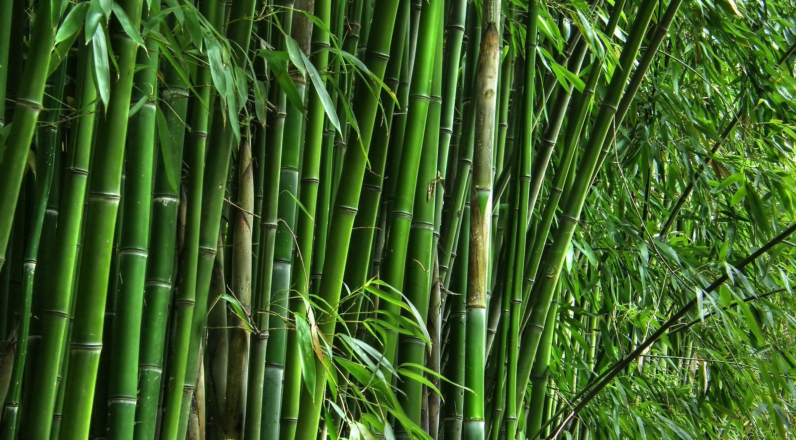 bambu