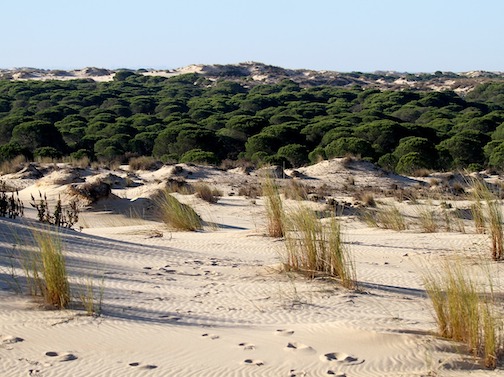 pinonero donana parque nacional osbo