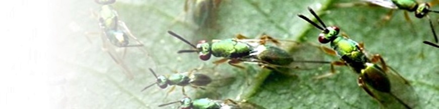 torymus sinensis