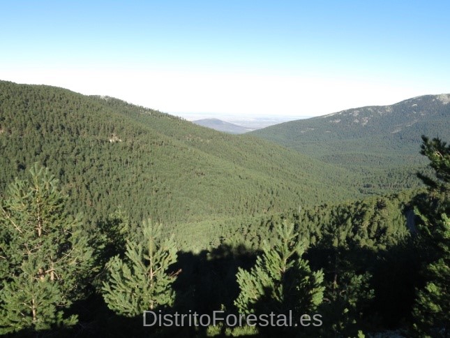 pinos silvestres
