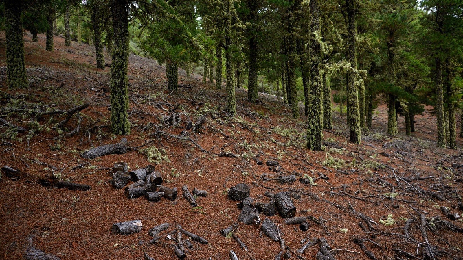 bosque mitecorep1
