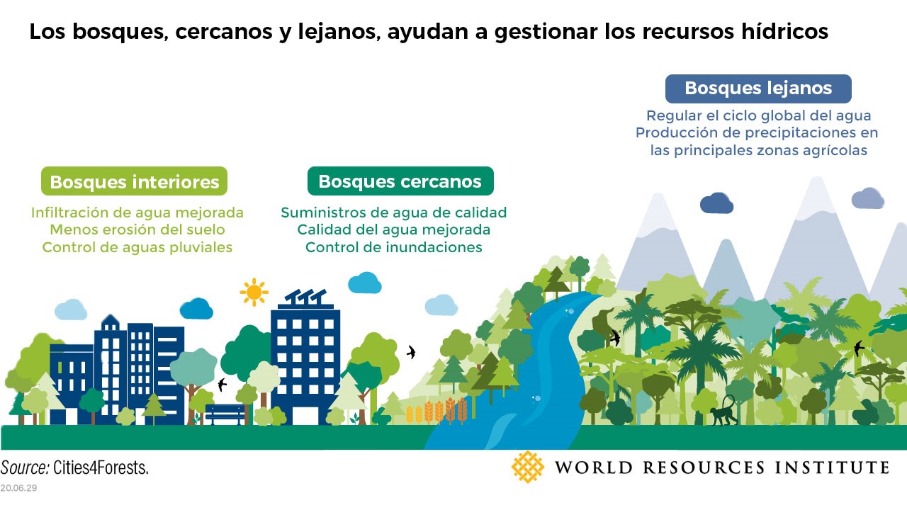 bosques agua y ciudades