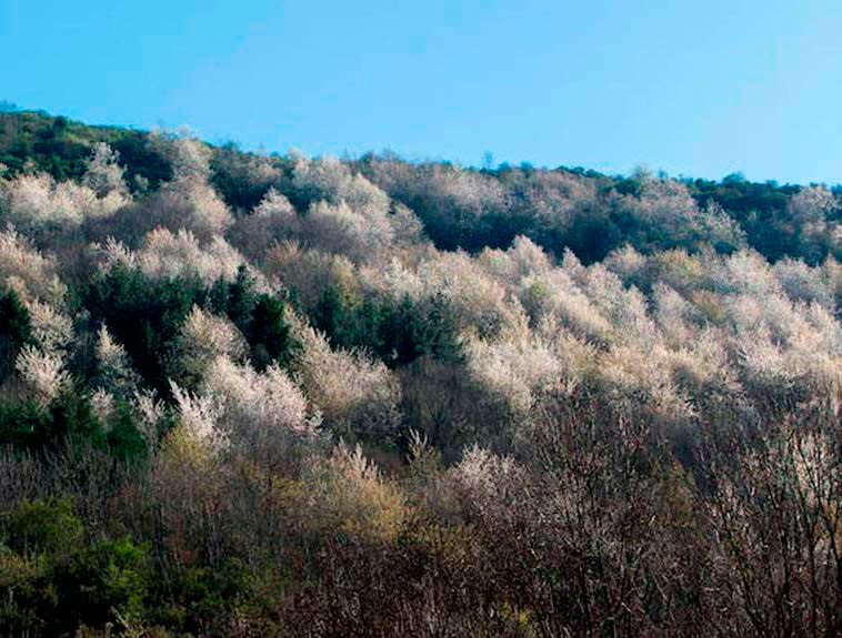 cerezos
