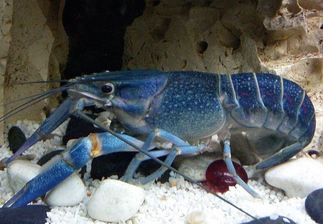 ch quadrcarinatus