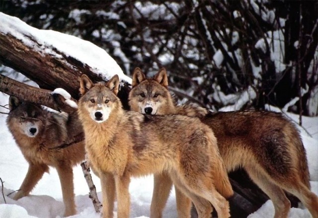 coywolf