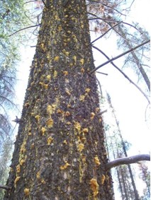 daños en tronco de p ponderosa