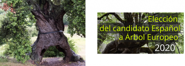 encino de tres patas