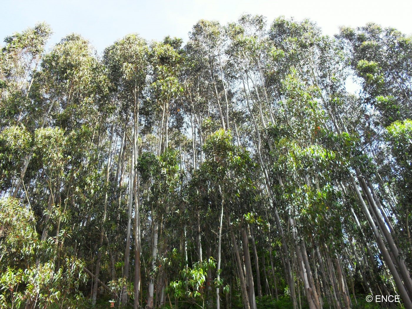 eucaliptar