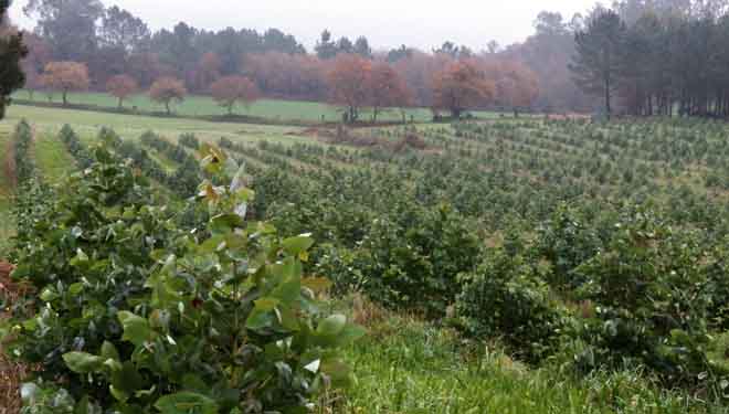 eucalipto vivero