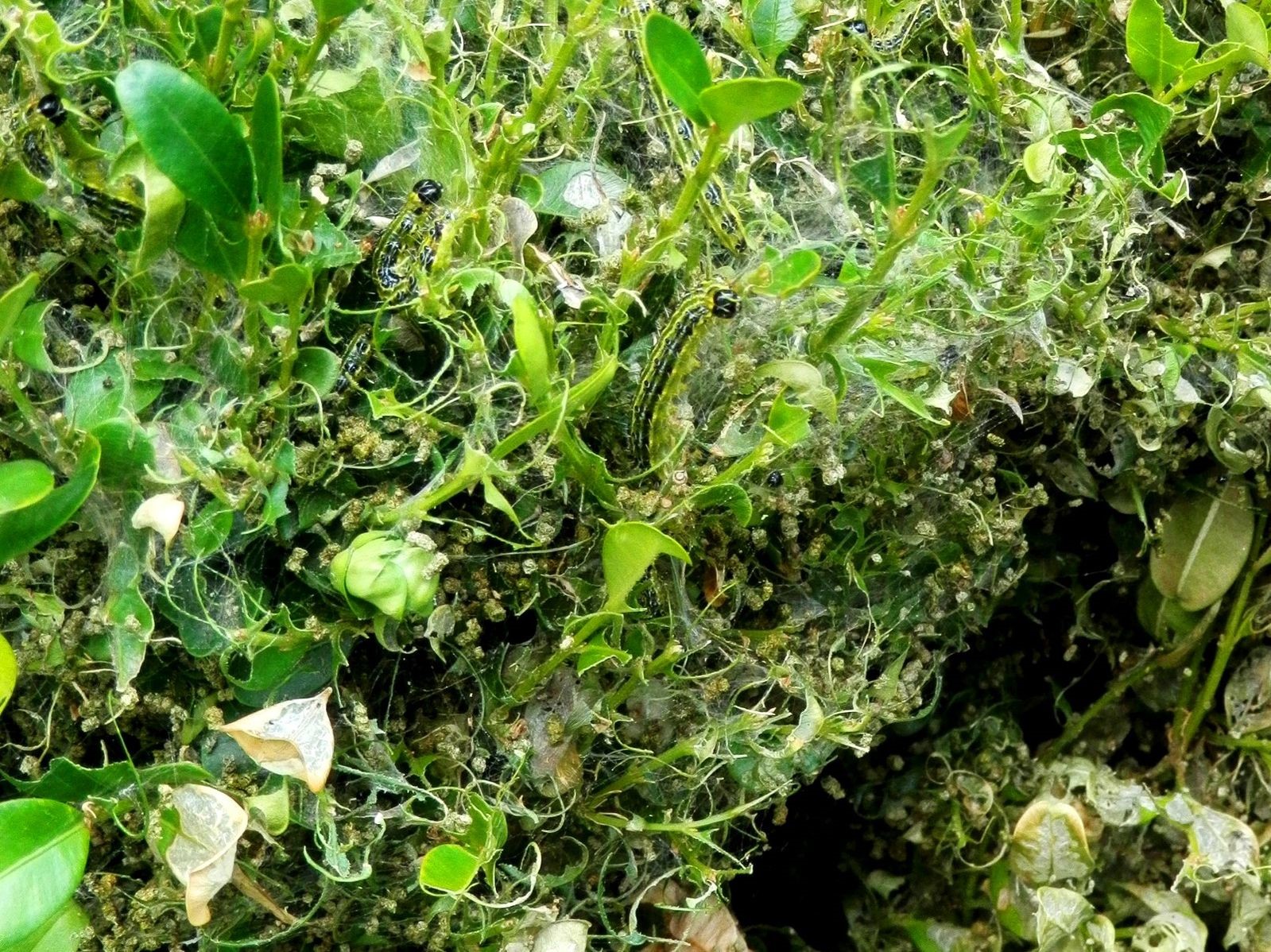 foto cydalima la vanguardía