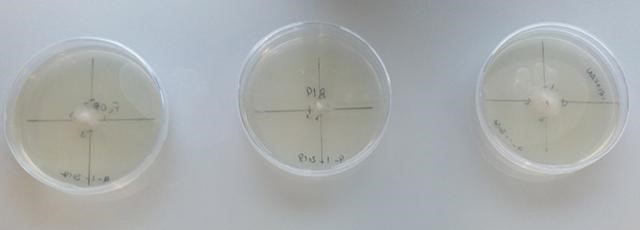 fusarium
