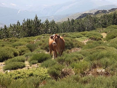 ganado de montaña