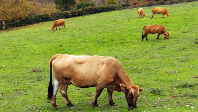 gando ancares pastos vacas