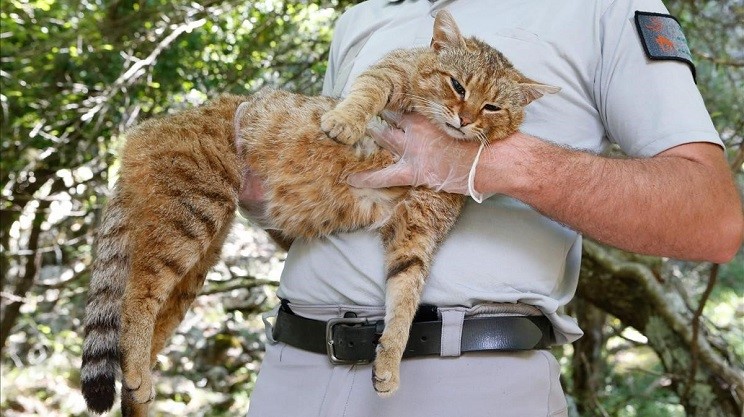 gatozorro1